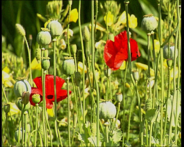 Mohn